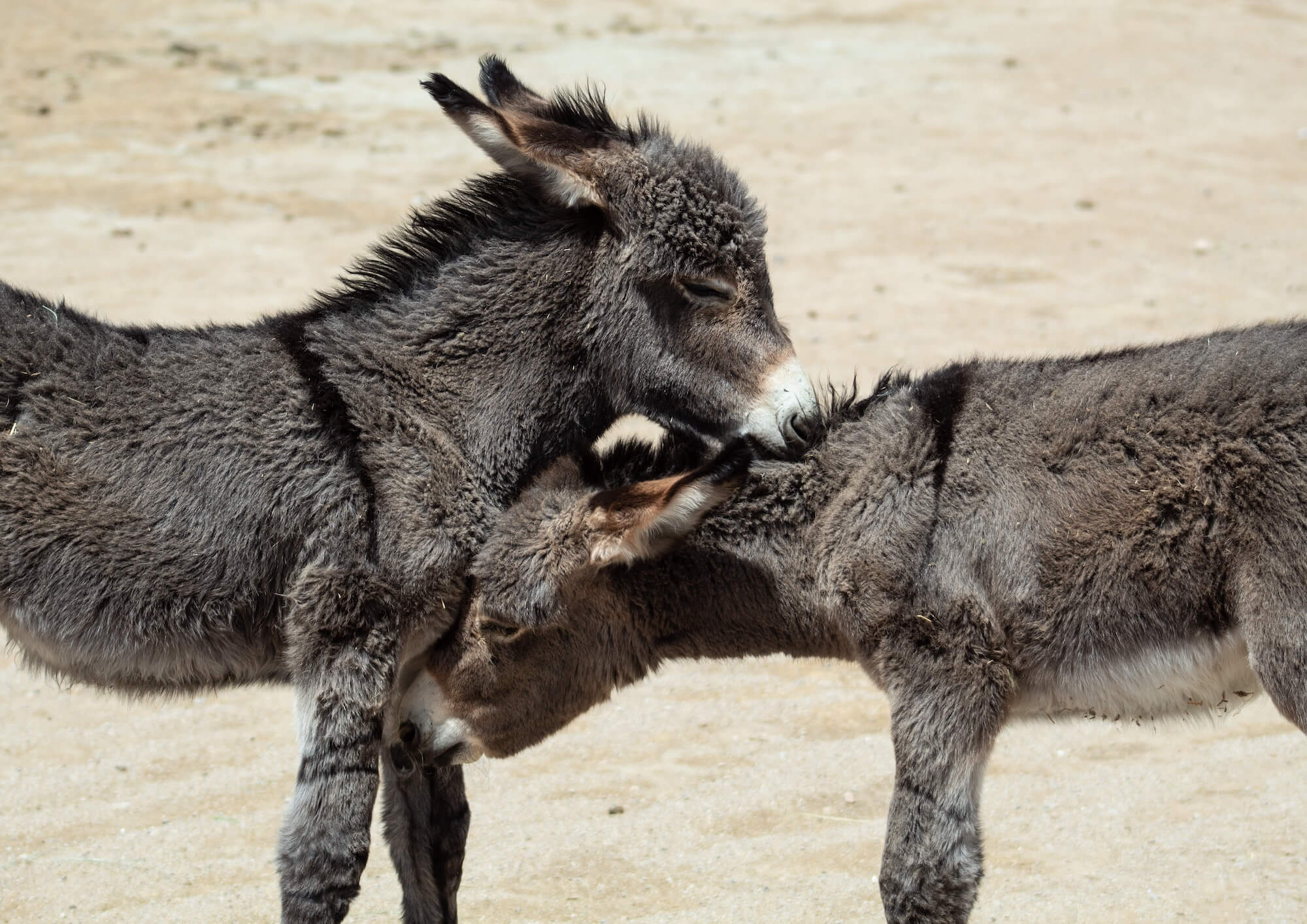 🥇 Alquiler Burros Ropa  Alquiler de Burros para Ropa